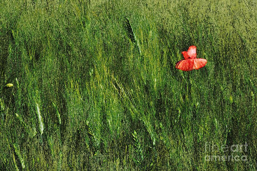 Grassland and Red Poppy Flower 2 Photograph by Jean Bernard Roussilhe