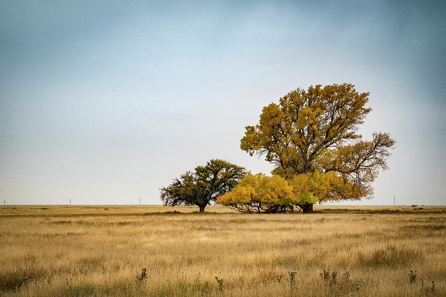 Grassland Trees In Autumn Photograph