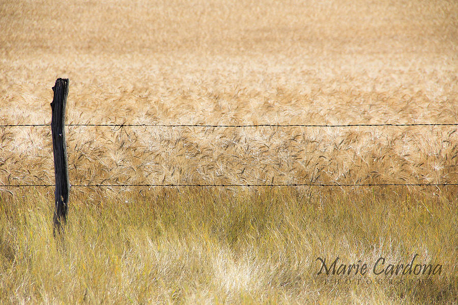 Grasslands Photograph - Grasslands by Marie  Cardona