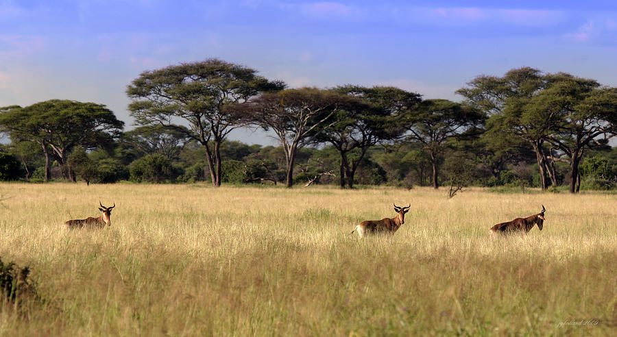 Grasslands of the Serengeti Hartebeest Photograph by Joseph G Holland