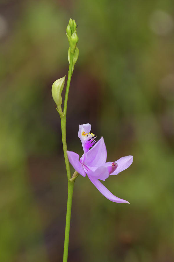 Orchid Photograph - Grasspink #2 by Paul Rebmann