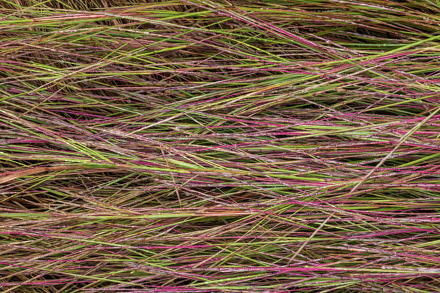 Grassy Abstract #2 Photograph by Patti Deters