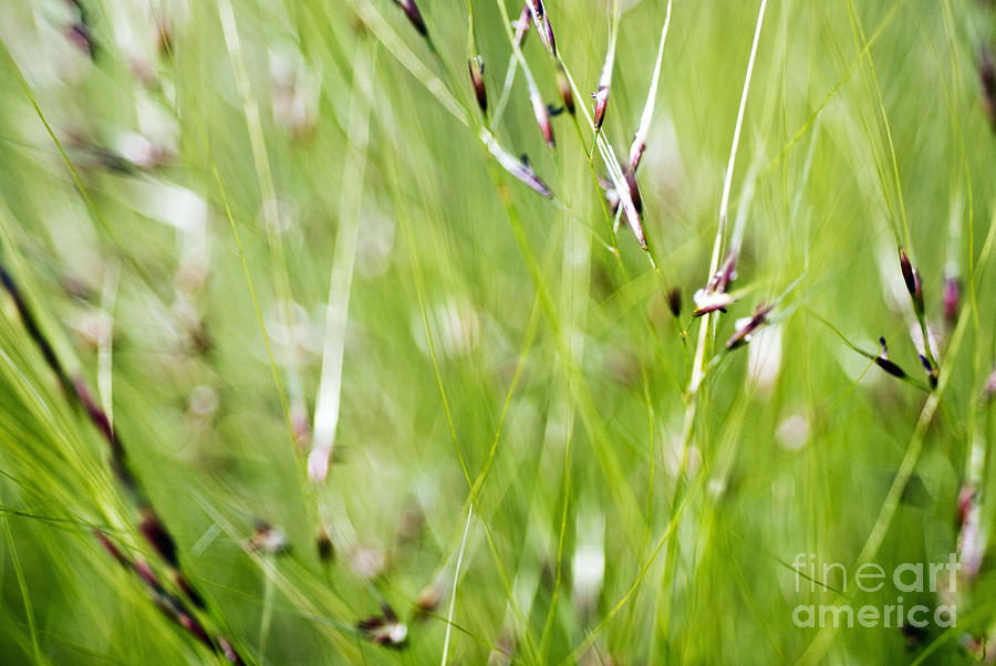 Grassy Abstract Photograph by Ray Laskowitz - Printscapes