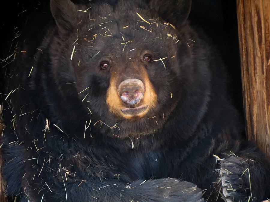 Grassy Bear Photograph by Laurel Powell
