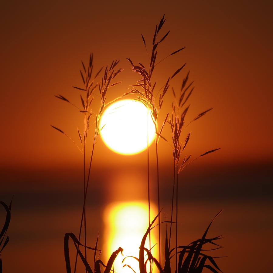 Grassy Dawn Photograph by Tim Beebe