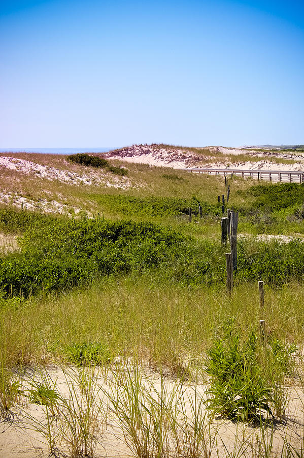 Grassy Dunes Photograph by Colleen Kammerer