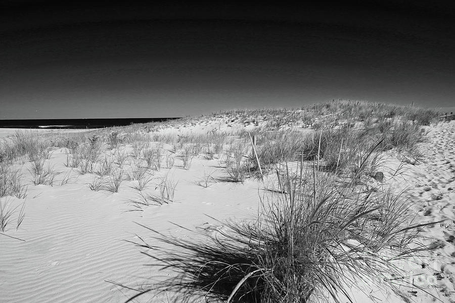 Grassy Dunes in BW Photograph by Mary Haber