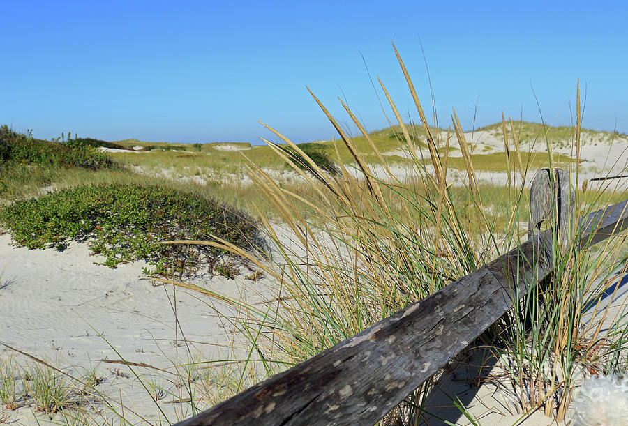 Grassy Dunes Photograph by Mary Haber