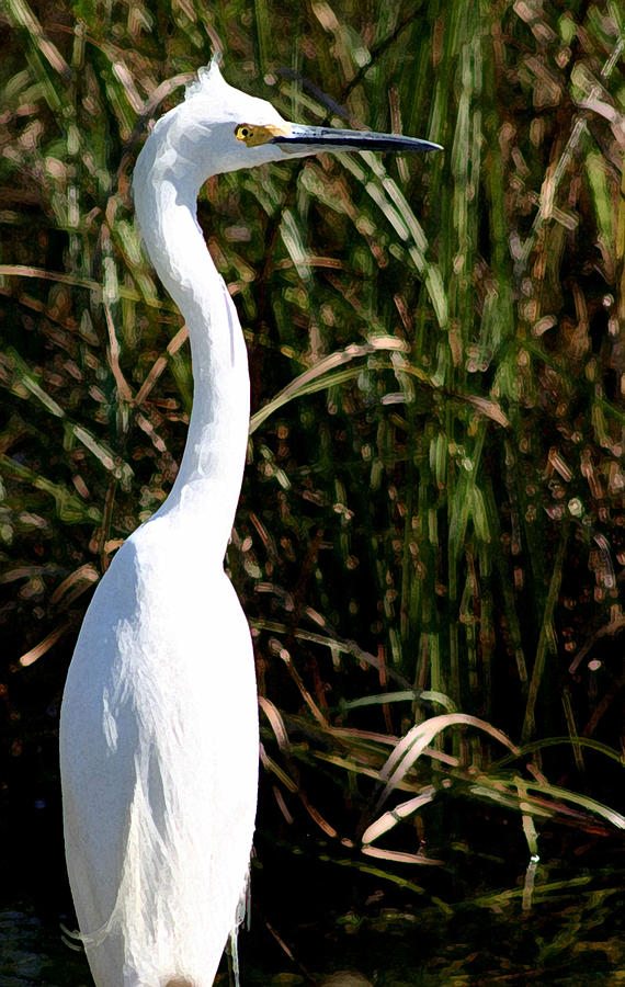 Grassy Egret Photograph by Mary Haber