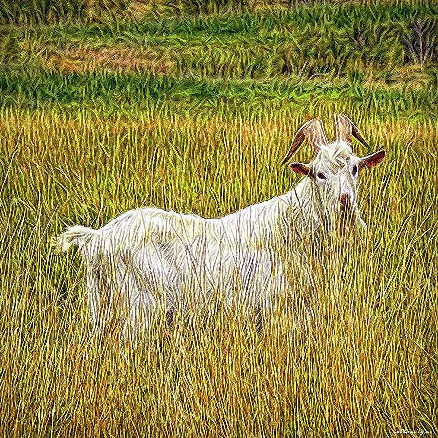 Grassy Goat Digital Art by Joel Bruce Wallach