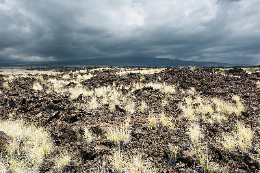 Grassy Lava Field Photograph by Joe Belanger - Fine Art America