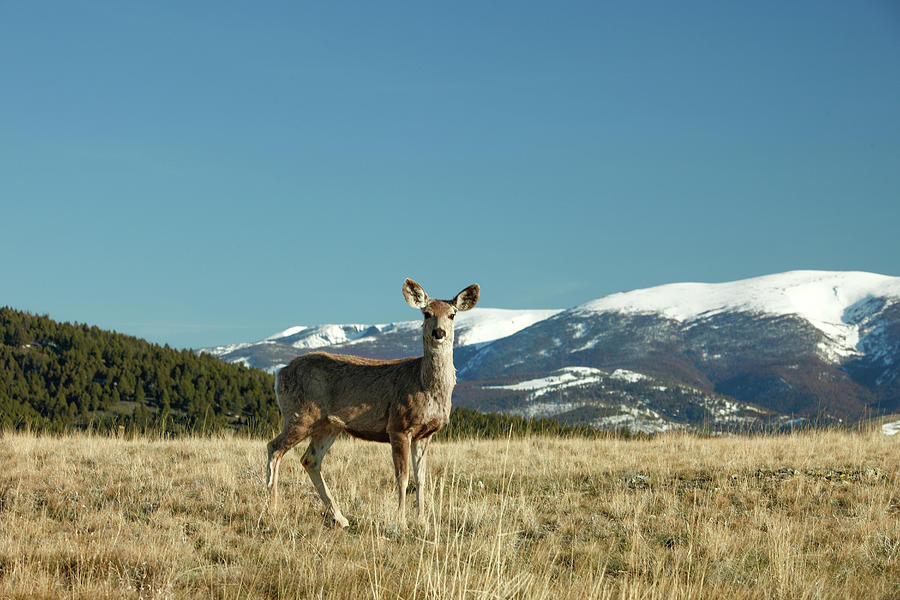 Grassy Mountain Deer Photograph by Todd Klassy
