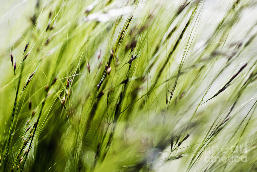 Abstract Photograph - Grassy Pattern by Ray Laskowitz - Printscapes