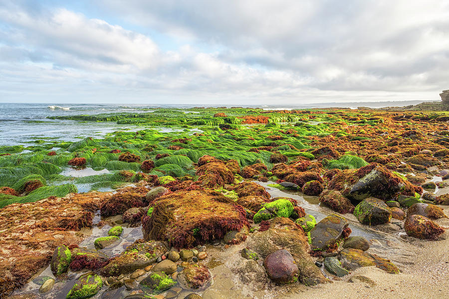 Grassy Reef Photograph by Joseph S Giacalone
