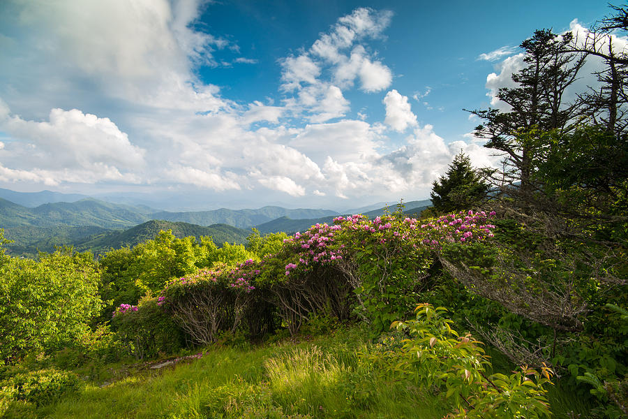 Grassy Ridge Roan Highlands Rhododendrons on the Appalachian Trail ...