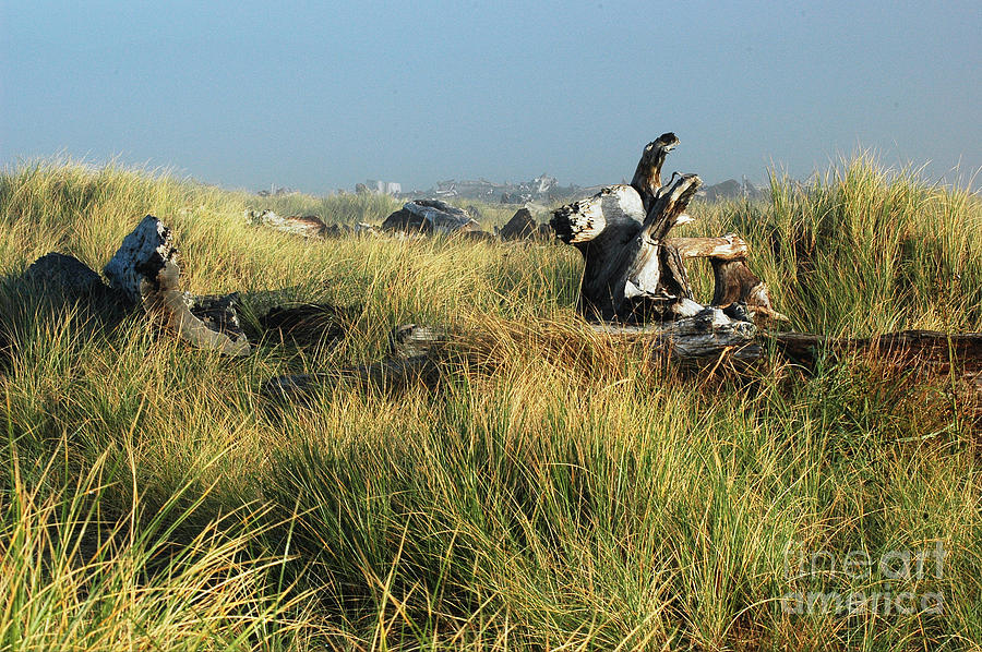 Grassy shores Photograph by Lori Mellen-Pagliaro