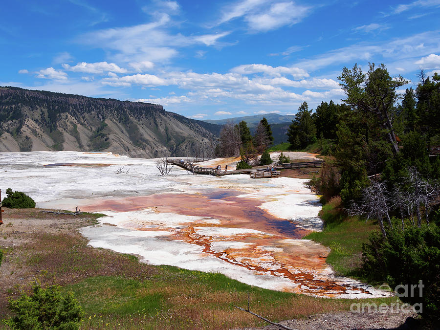 Grassy Spring at Mammoth Hot Springs Yellowstone National Park Photograph by Louise Heusinkveld