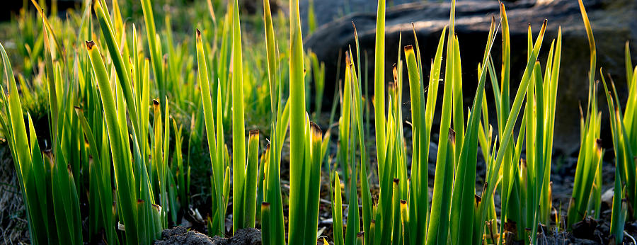 Grassy Sunshine Photograph by Andreas Berthold