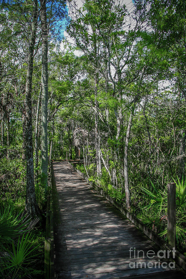 Grassy Waters Boardwalk Photograph by Tom Claud
