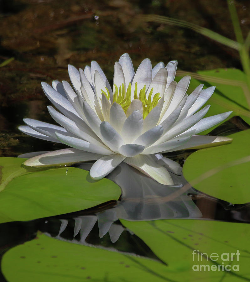 Grassy Waters Lily Photograph by Tom Claud