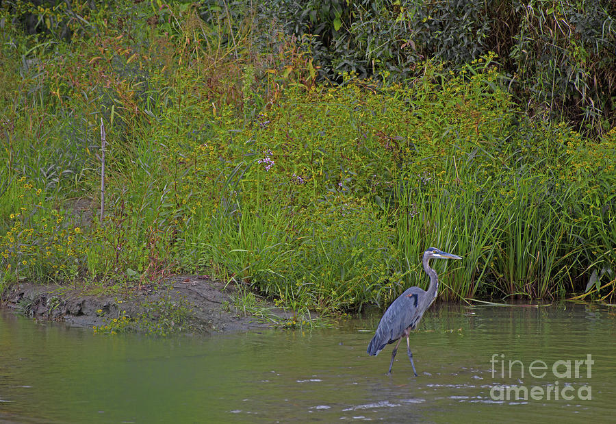 Grassy Wetland Photograph By Melanie Lefebvre 