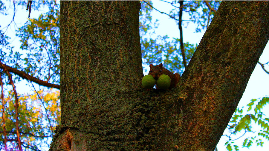 Grateful Tree Squirrel Photograph by Michael Rucker