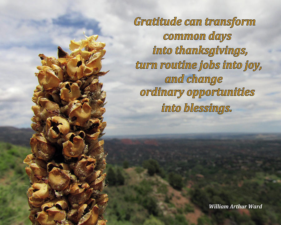 Gratitude Can Transform Days Digital Art by Julia L Wright