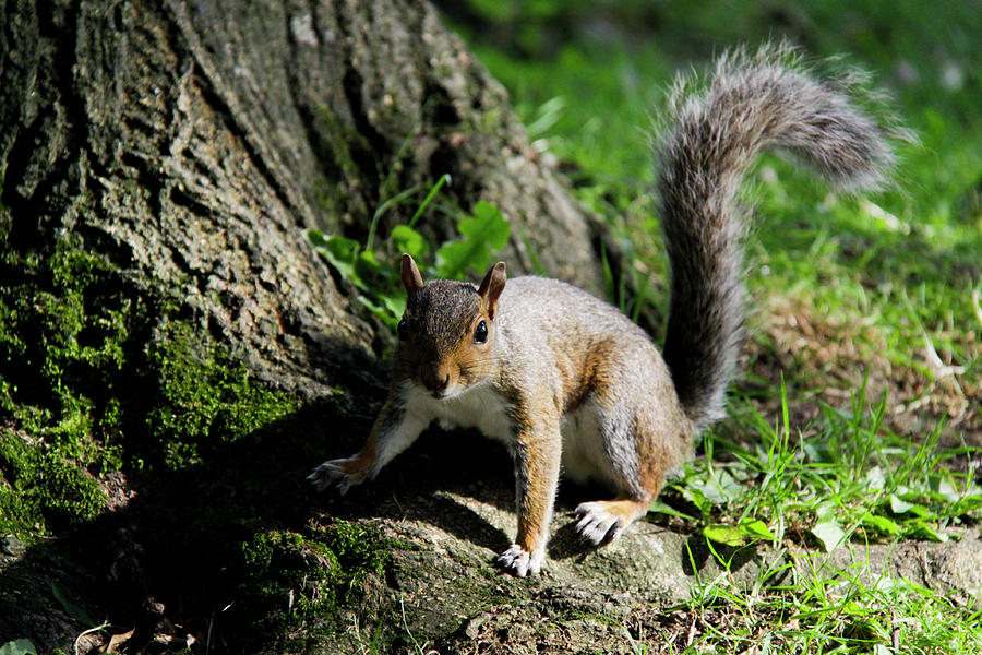 Church Squirrel  Photograph by Gavin Bates