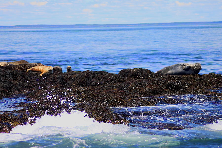 Gray and Harbor Seals Photograph by John Burk