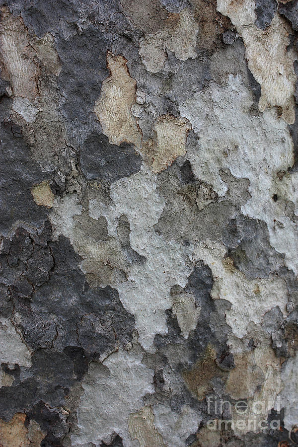 Gray and Tan Bark on Sycamore Tree Photograph by Carol Groenen