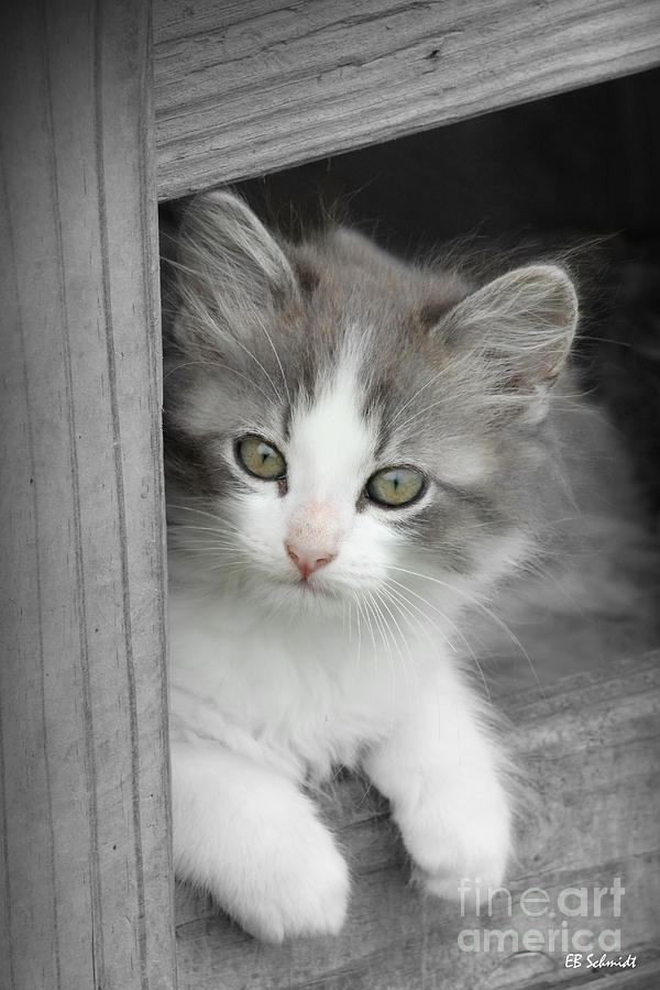 Cat Photograph - Gray and White Kitten by E B Schmidt