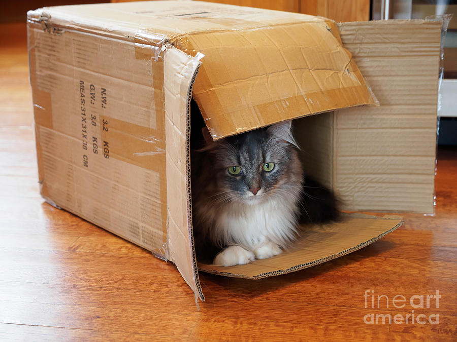 Gray and white long haired cat sitting in a cardboard box Photograph by Louise Heusinkveld