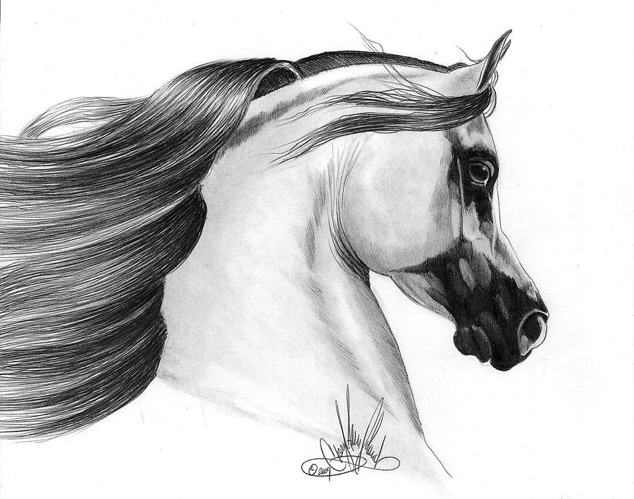 Gray Arabian Drawing by Cheryl Poland