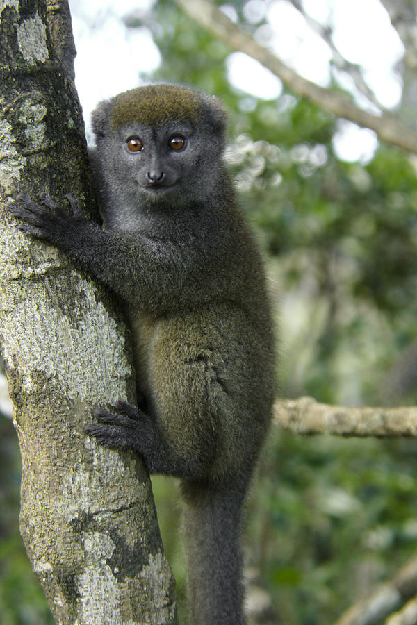 Gray Bamboo Lemur Photograph by Michele Burgess