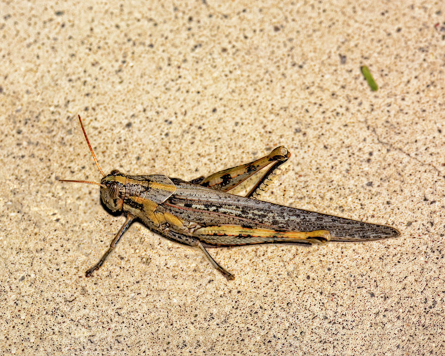 Gray Bird Grasshopper H1833 Photograph
