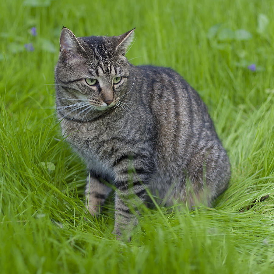 Gray Cat in Vivid Green Grass Photograph by John Harmon