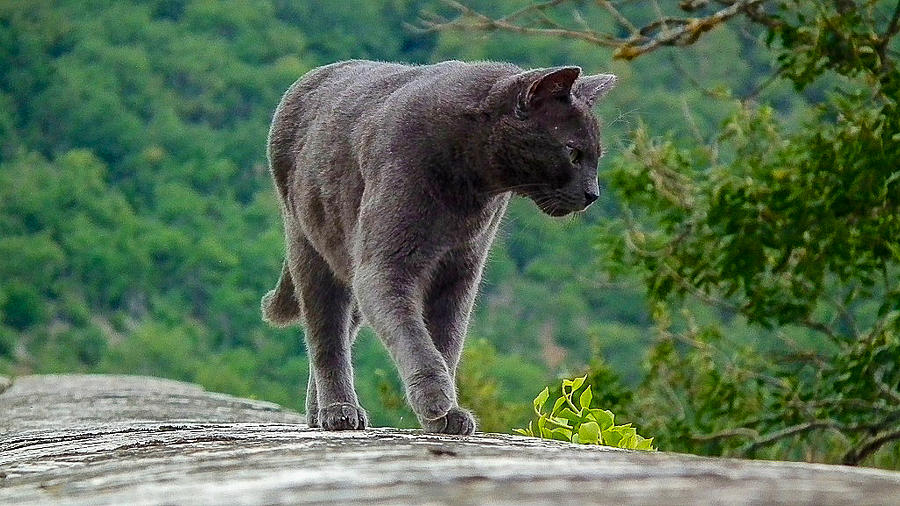 Gray Cat Stalking Photograph by Gary Karlsen