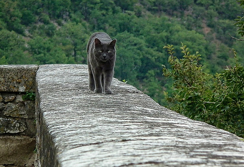 Gray Cat Prowling Photograph by Gary Karlsen
