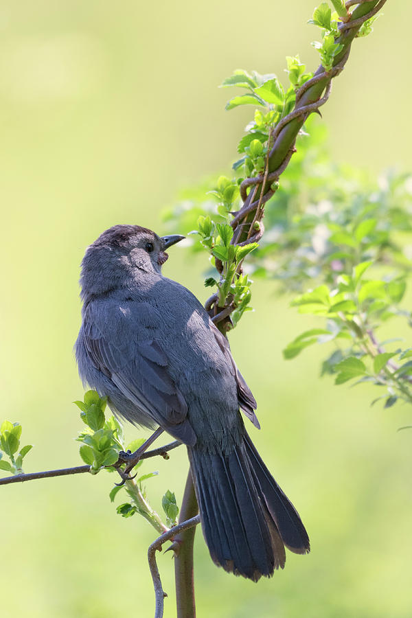 Gray Catbird 2018 Photograph by Bill Wakeley