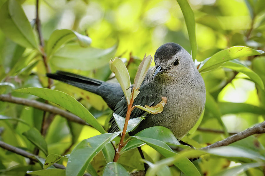 Gray Catbird Photograph by Dawn Currie