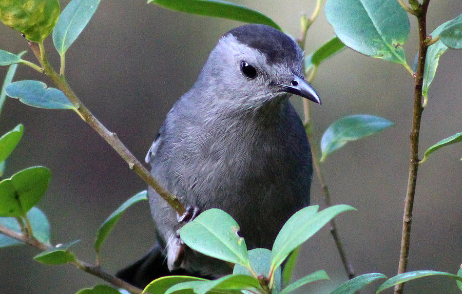 Gray Catbird Photograph by DB Hayes
