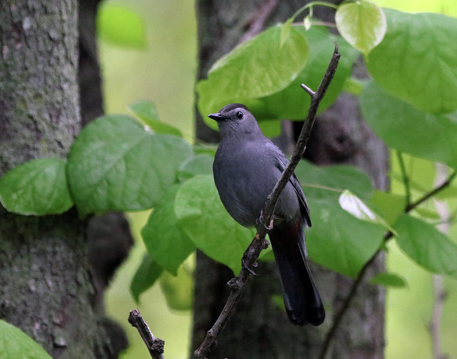 Gray Catbird Photograph By Dennis Danner