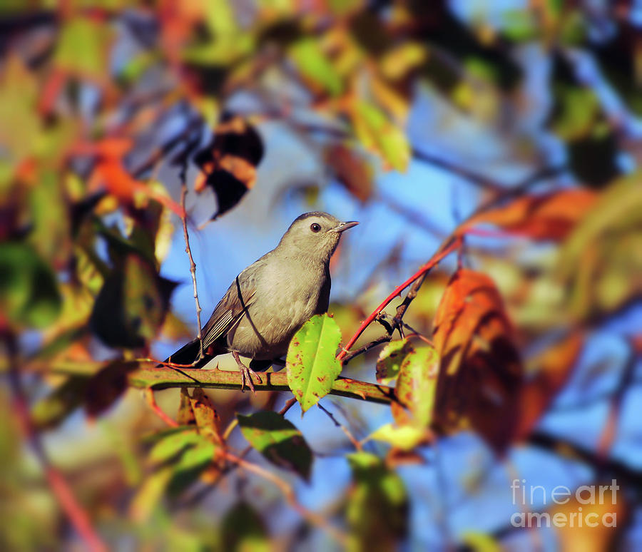 Gray Catbird Framed By Fall Photograph by Kerri Farley
