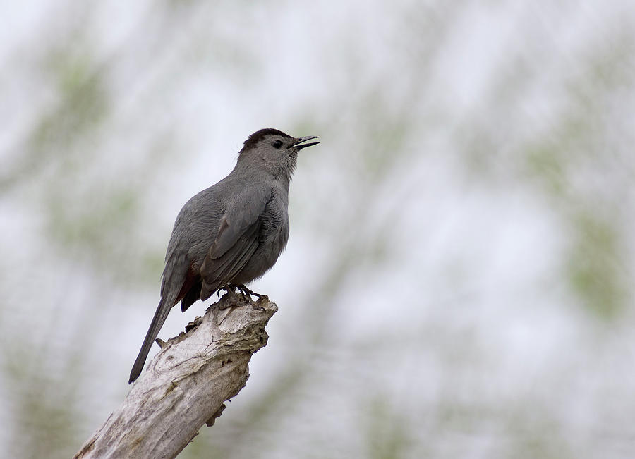 Gray Catbird Photograph by Jim Zablotny