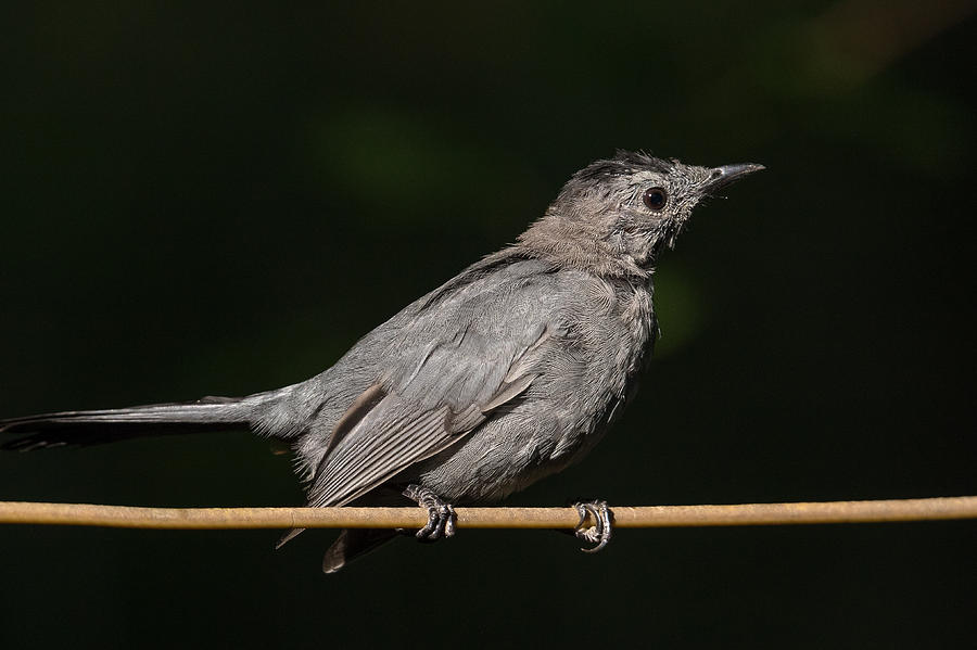 Bird Photograph - Gray Catbird by Kevin Giannini