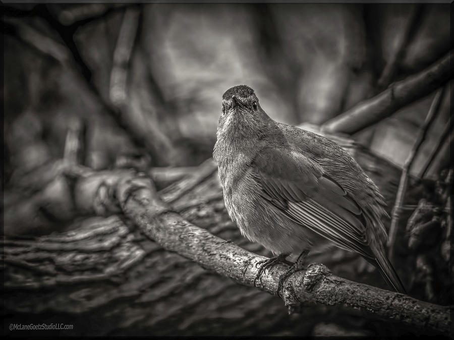 Wildlife Photograph - Gray Catbird by LeeAnn McLaneGoetz McLaneGoetzStudioLLCcom