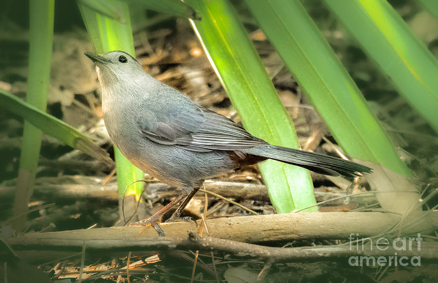 Gray Catbird Photograph by Lisa Manifold