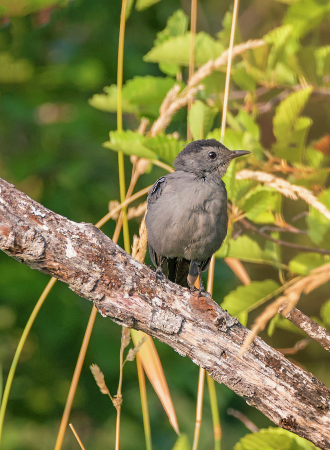 Wildlife Photograph - Gray Catbird by Loree Johnson