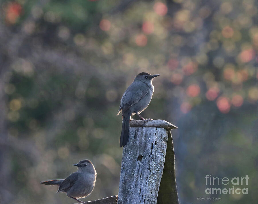 Gray Catbirds Photograph by Sandra Huston
