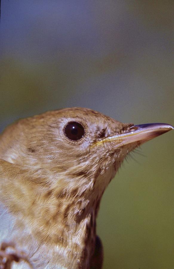 Bird Photograph - Gray Cheeked Thrush   Catharus  minimus by Rory Cubel